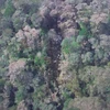 Hiện trường vụ máy bay rơi là khu vực rừng rậm (Nguồn: AFP)