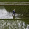 Cánh đồng lúa tại Satsumasendai, quận Kagoshima, Nhật Bản ngày 8/7. (Nguồn: Reuters/TTXVN)