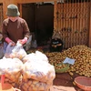Từng bịch khoai tây Trung Quốc được dán mác khoai tây Đà Lạt chuẩn bị được chuyển lên xe tải để cung cấp cho chợ đầu mối các tỉnh. (Ảnh: Nguyễn Dũng/TTXVN)