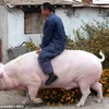Anh Trương Hiến Bình cưỡi con lợn nặng 1.200kg của mình đi quanh thôn. (Nguồn: Xinhua)