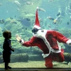 Thợ lặn trong trang phục Ông già Noel vui đùa với đàn cá đủ màu sắc tại Thủy cung ở Durban, Nam Phi ngày 22/12. (Nguồn: AFP/TTXVN)