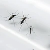 Các nhà khoa học nghiên cứu về muỗi Aedes - vật trung gian lây truyền virus Zika, tại một phòng thí nghiệm ở Martinique, Pháp. (Nguồn: AFP/TTXVN)
