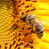 Phát hiện khoa học mới: Ong mật cũng "nghiện" thuốc trừ sâu