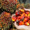 Hội nghị bàn tròn về dầu cọ bền vững tại Indonesia