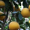 Hà Nội: Vườn cam Canh, bưởi Diễn chín sớm, sai quả