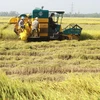 An Giang ứng dụng ảnh viễn thám vào sản xuất lúa