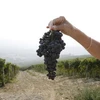 Khủng hoảng ảnh hưởng đến ngành rượu vang Italy