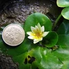 Hoa Nymphaea Thermarum chỉ nhỏ bằng đồng xu một bảng Anh (Ảnh do cơ quan cảnh sát Anh công bố)