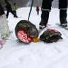 Rùa thắng thỏ trong một cuộc thi "tốc độ" ngoài đời