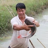 Làng nuôi cá lăng đuôi đỏ tại Đắk Lắk bước vào vụ Tết
