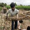 Nông dân thu hoạch mía tại Ấn Độ. (Nguồn: nytimes.com)