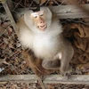 Giải cứu 6 cá thể khỉ thuộc nhóm nguy cấp quý hiếm