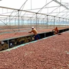 Giá cacao Bến Tre ổn định ở mức cao trước mùa thu hoạch