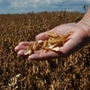 Brazil khó trở thành nước sản xuất đậu tương lớn nhất