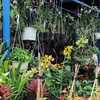 Nhiều loại lan đặc biệt khoe sắc tại Hội hoa lan Thành Đông