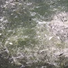 Hàng trăm hộ nuôi cá lóc ở Trà Vinh “treo ao” vì giá giảm
