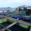 Khai thác hiệu quả lợi thế biển cho nuôi trồng thủy sản
