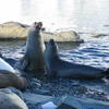 Biến đổi khí hậu toàn cầu làm giảm số lượng hải cẩu Nam Cực