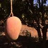 Một nông dân Australia phát triển giống xoài có mùi vị dừa