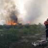 Quảng Ngãi: Cháy rừng do bất cẩn, hai người nhập viện
