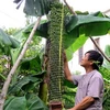 Cây chuối lạ trổ buồng dài 2m với gần 200 nải tại Quảng Bình