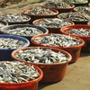 Ngư dân Khánh Hòa thu lãi cao nhờ cá nục được mùa, được giá