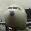 Hành khách hú vía vì máy bay gặp mưa đá trước khi hạ cánh
