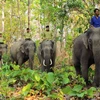 Cần các biện pháp cấp bách bảo vệ đàn voi châu Á ở Đồng Nai
