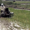 Việt Nam giành giải thưởng của IAEA về đột biến tạo giống lúa
