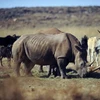 Người dân Nam Phi diễu hành kêu gọi bảo vệ động vật hoang dã