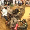 Chuyển gốc sưa nặng khoảng 2 tấn về bảo tàng Quảng Bình