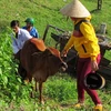 Tai nạn đường sắt tại Quảng Ngãi, một nam thanh niên tử vong