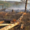 Đắk Nông: Tạm đình chỉ công tác nhiều cán bộ do để rừng bị phá