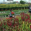 Các vùng trồng hoa Đà Nẵng chuẩn bị Tết nhiều loài hoa lạ