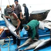 Để nghề khai thác cá ngừ đại dương phát triển bền vững tại Phú Yên