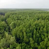 8,8 triệu euro bảo vệ rừng ngập mặn Đồng bằng Sông Cửu Long