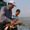 Kiên Giang: Thả hơn 530.000 con giống tái tạo nguồn lợi thủy sản 