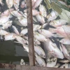 Phạt 300 triệu đồng đối với công ty xả thải làm cá chết hàng loạt