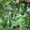 Nhà vườn Đắk Lắk phấn khởi vì bơ quả được mùa, được giá