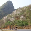 Sơn La: Quy hoạch phát triển Khu du lịch quốc gia Mộc Châu