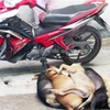 Hà Tĩnh: Bắt hai đối tượng trộm chó, đâm người bị thương nặng