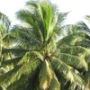 Hàng trăm cây dừa chết hàng loạt do bị bơm thuốc trừ cỏ