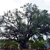 Công nhận cây xoài 300 năm tuổi ở Bạc Liêu là Cây di sản