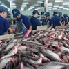 Chế biến các sản phẩm từ cá tra tại Nhà máy thủy sản Ấn Độ Dương. (Ảnh: Công Mạo/TTXVN)