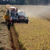 Hơn 60% diện tích lúa ở tỉnh Kiên Giang được thu hoạch bằng cơ giới. (Ảnh: Lê Huy Hải/TTXVN)