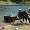 Người dân Quảng Bình vận chuyển nước từ suối về nhà để phục vụ sinh hoạt. (Ảnh: Đức Thọ/TTXVN)