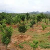 Một vườn cây mắcca. (Ảnh: Nguyễn Duy/TTXVN)