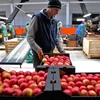 Công nhân phân loại hoa quả tại một kho hàng ở làng Bucovat, Moldova, một trong các quốc gia chịu ảnh hưởng từ tác động của lệnh cấm nhập khẩu lương thực, thực phẩm của Nga. (Nguồn: AFP/TTXVN)