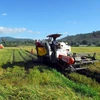 Nông dân huyện Tri Tôn đang thu hoạch vụ lúa hè thu 2015 bằng máy gặt đập liên hợp. (Ảnh: Mạnh Linh/TTXVN)