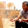 Niềm vui của nông dân được mùa lúa mỳ tại làng Changguo, tỉnh Hà Bắc, Trung Quốc. (Nguồn: THX/TTXVN)